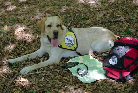 Area search (forest RH-FL)
