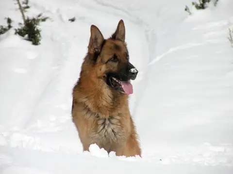 Avalanche search (RH-L)