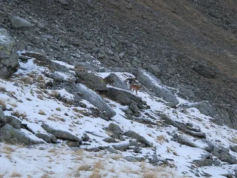 Training Camp for Search and Rescue Dogs at Bâlea Lac (November 2012)