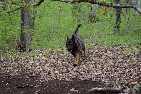 Rescue Dog Day 2017
