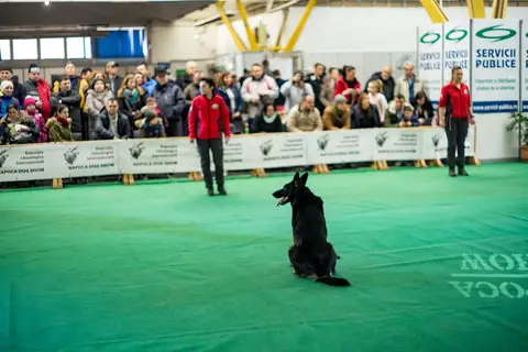 Napoca Dog Show 2018