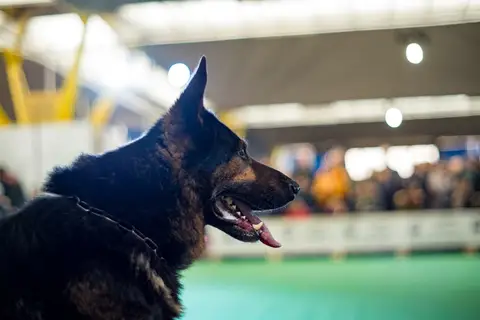 Napoca Dog Show 2018