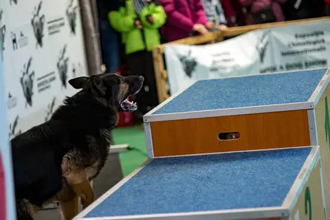 Napoca Dog Show 2018