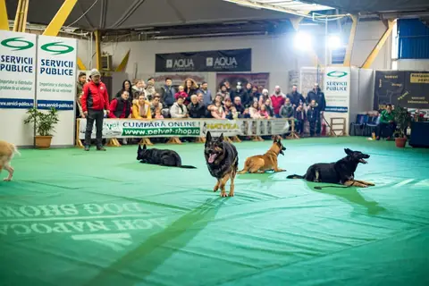 Napoca Dog Show 2018