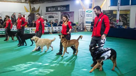 Napoca Dog Show 2018
