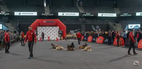 Napoca Dog Show 2020 - Cluj-Napoca, 22-23 February