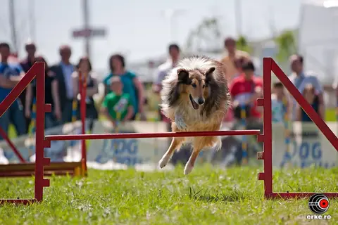 HiperParada Animalelor la cora 2012