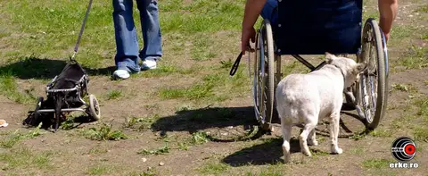 HiperParada Animalelor la cora 2012