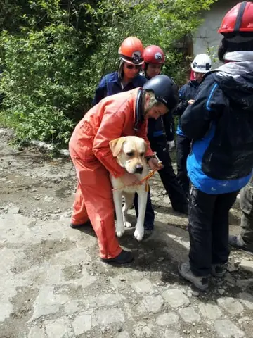 International Rescue Dog Camp 2012, Baia Sprie