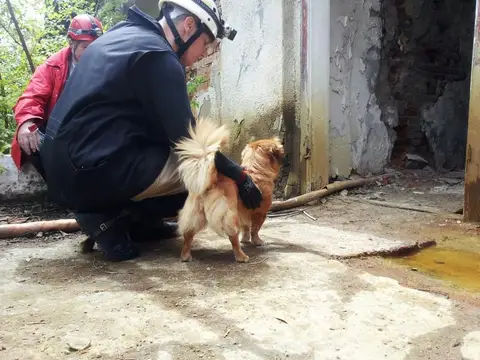 International Rescue Dog Camp 2012, Baia Sprie