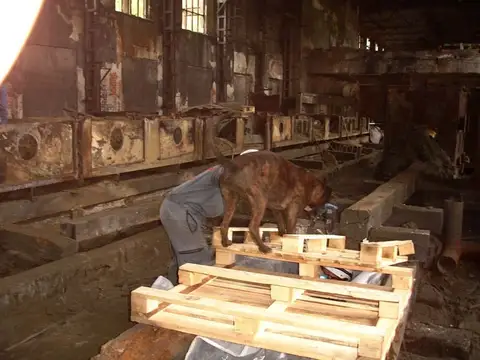 International Rescue Dog Camp 2012, Baia Sprie