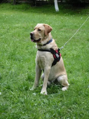 International Rescue Dog Camp 2012, Baia Sprie