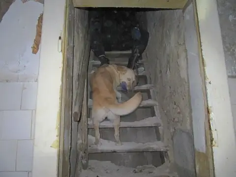International Rescue Dog Camp 2012, Baia Sprie