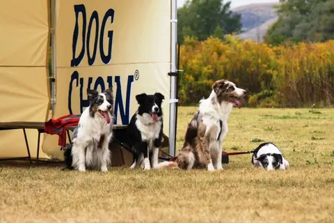 DiscDogging seminar 2012
