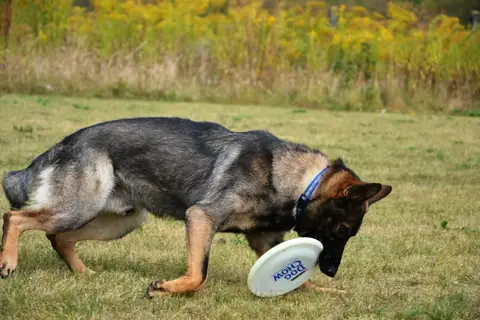 DiscDogging seminar 2012