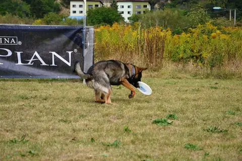 DiscDogging seminar 2012