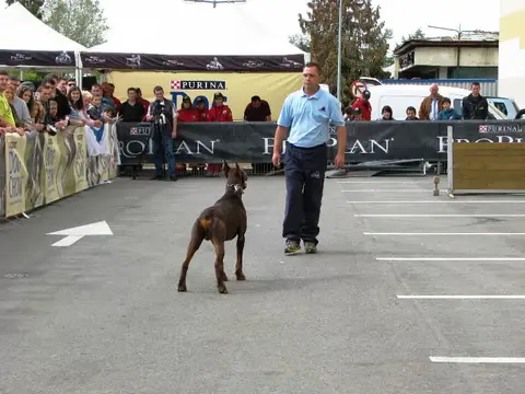 The Brave Dogs Show 2012