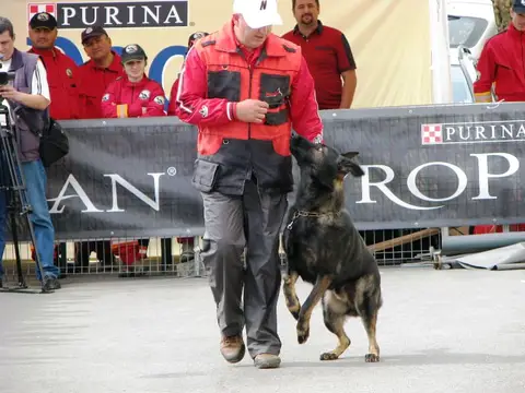 The Brave Dogs Show 2012