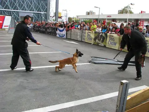 The Brave Dogs Show 2012