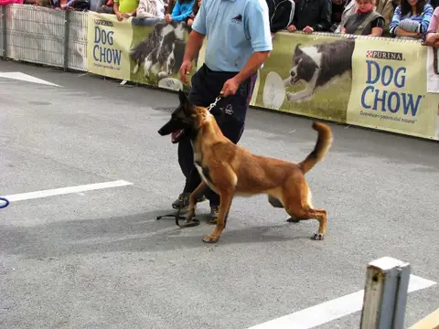 The Brave Dogs Show 2012