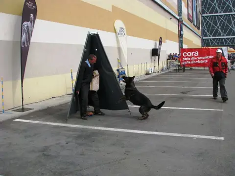 The Brave Dogs Show 2012