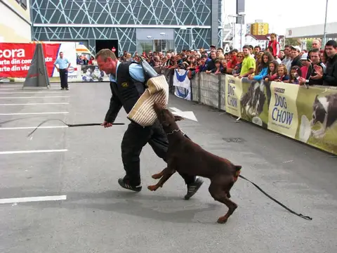 The Brave Dogs Show 2012