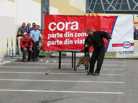 The Brave Dogs Show 2012