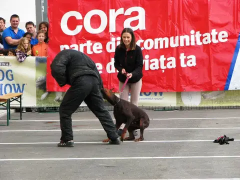 The Brave Dogs Show 2012