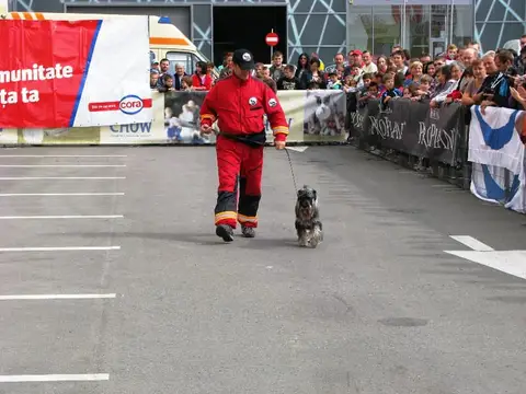 The Brave Dogs Show 2012