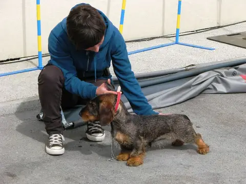 The Brave Dogs Show 2012