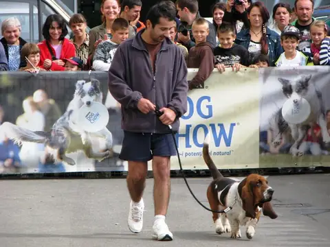 The Brave Dogs Show 2012