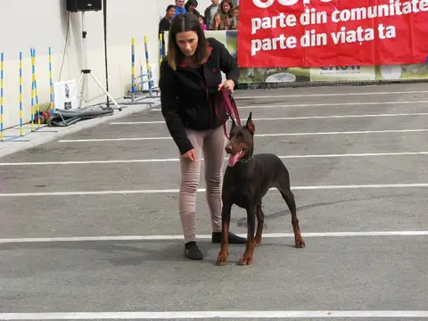 The Brave Dogs Show 2012