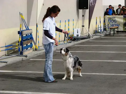 The Brave Dogs Show 2012