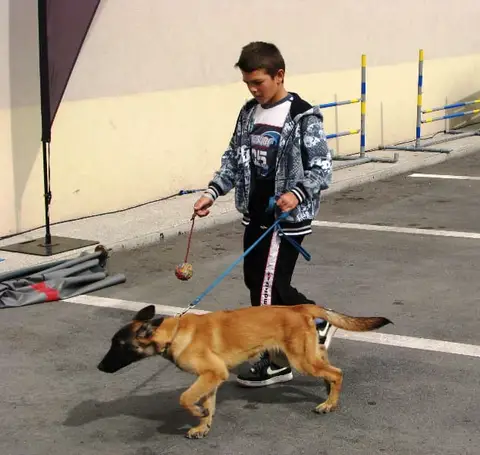 The Brave Dogs Show 2012