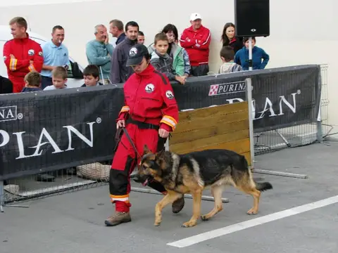 The Brave Dogs Show 2012