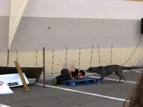 The Brave Dogs Show 2012