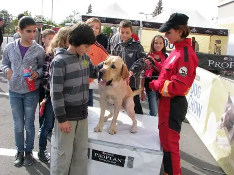 The Brave Dogs Show 2012