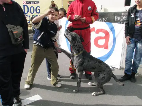 The Brave Dogs Show 2012