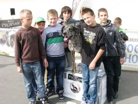 The Brave Dogs Show 2012