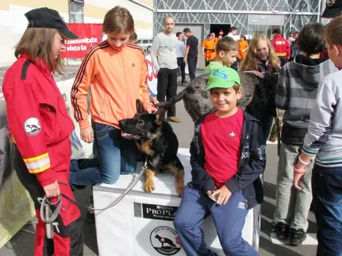 The Brave Dogs Show 2012