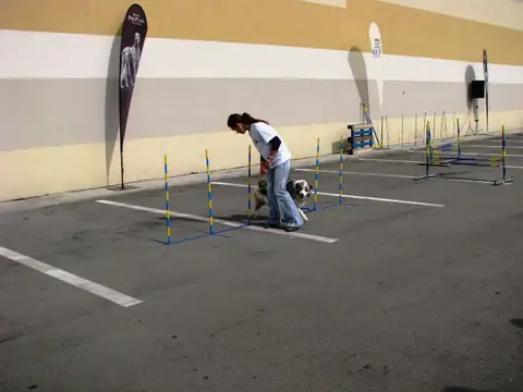 The Brave Dogs Show 2012