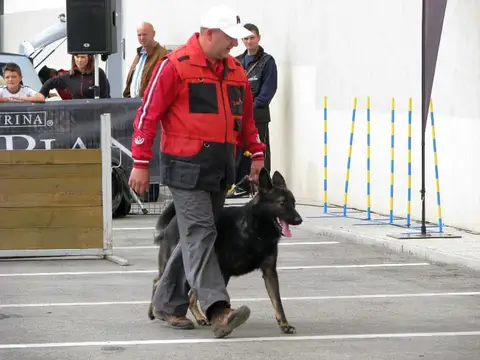 The Brave Dogs Show 2012