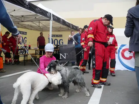 The Brave Dogs Show 2012
