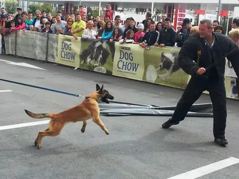 The Brave Dogs Show 2012