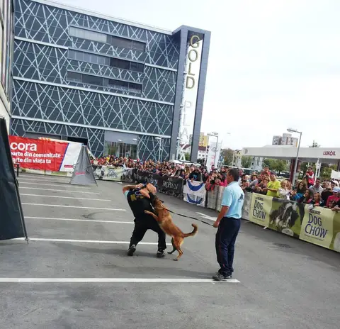 The Brave Dogs Show 2012