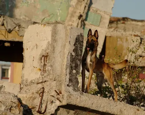 Rubble search training