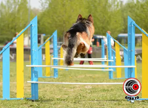 HiperParada Animalelor la Cora