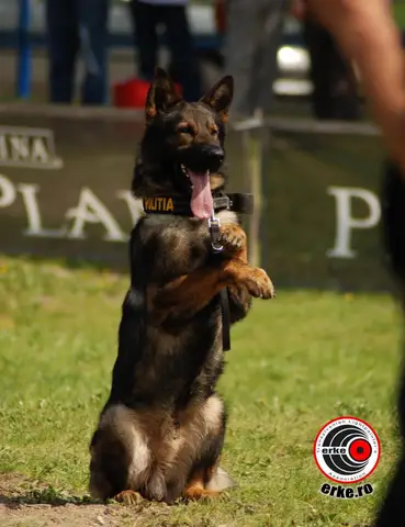 HiperParada Animalelor la Cora