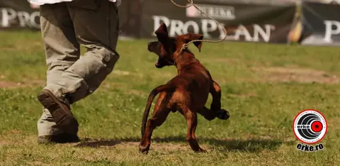 HiperParada Animalelor la Cora