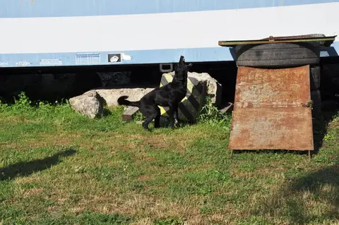 International Rescue Dog Workshop, Jászberény, HU